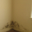Mold and Mildew Removal